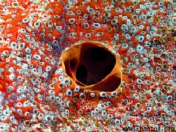 Red boring sponge with a juvenile sponge brittle star mak... by Zaid Fadul 